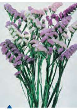 STATICE TONALITA' PASTELLO GR.25 - Foto 2